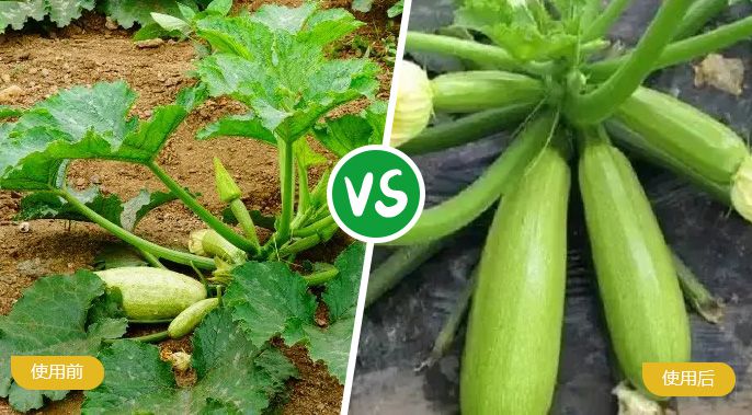 西葫芦施着色叶面肥后植株旺盛，果实饱满