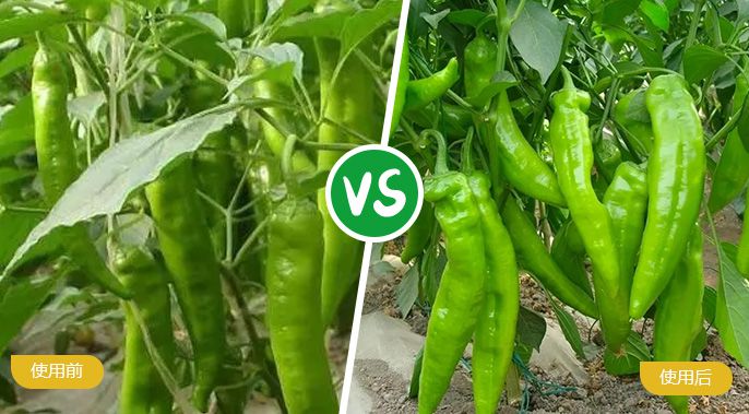 辣椒施着色叶面肥后着色均匀，辣椒肥厚
