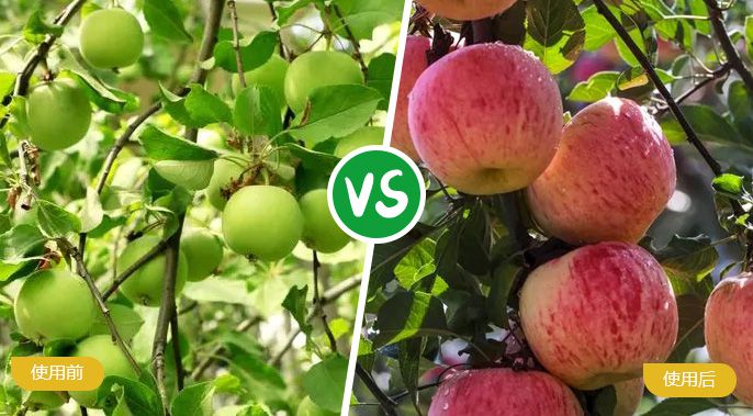 苹果施着色叶面肥后着色均匀，甜度高