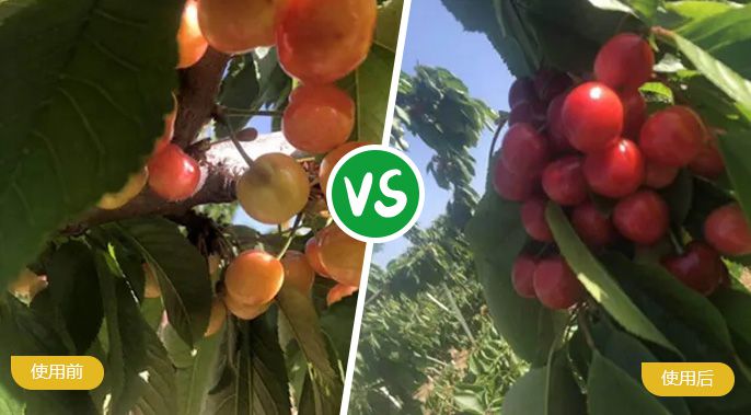 樱桃施着色叶面肥后着色均匀，甜度高