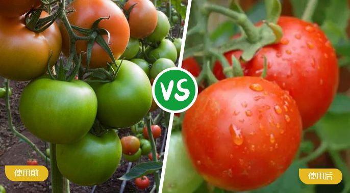西红柿施着色叶面肥后着色均匀，甜度高